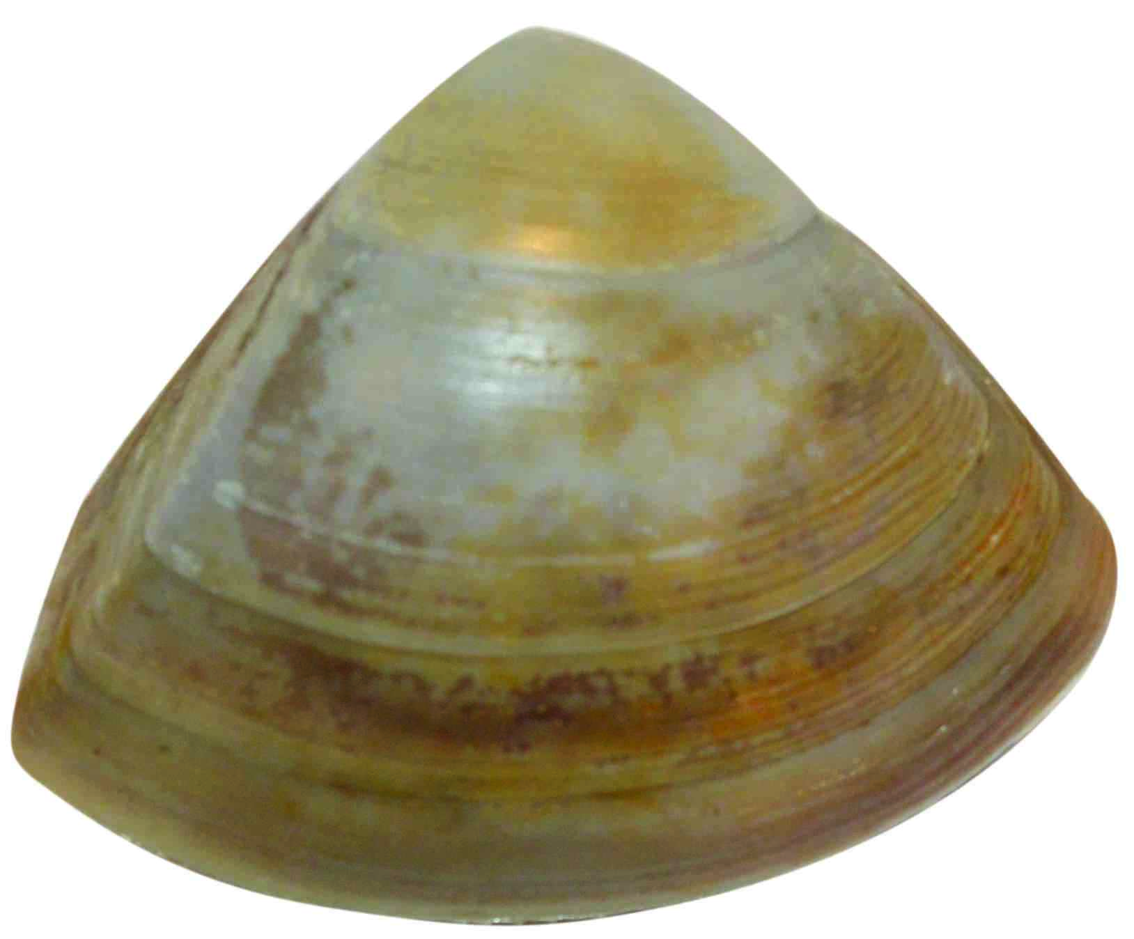 Triangular trough clam